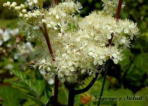 Ulmaria Planta Medicinal conoce sus beneficios y propiedades